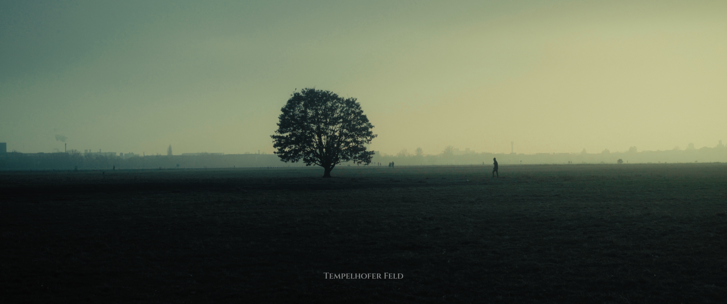 Lone tree silhouette at dusk on Tempelhofer Feld