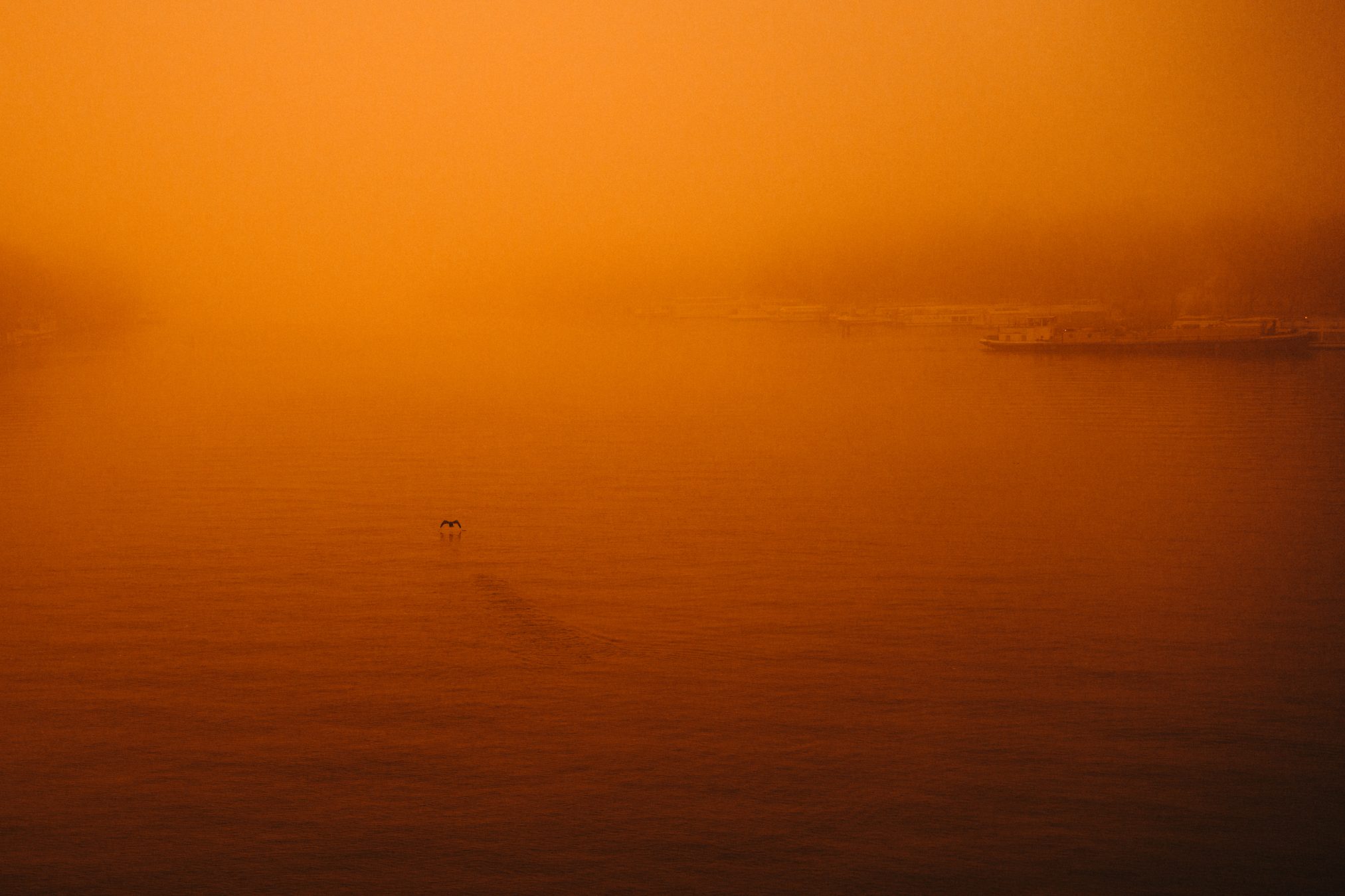 A single bird taking flight over a river shrouded in amber fog, boats faint in the haze